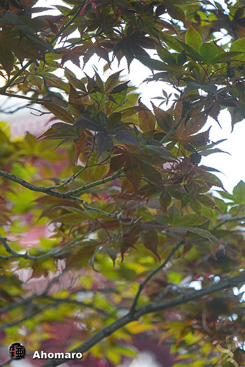 写真00