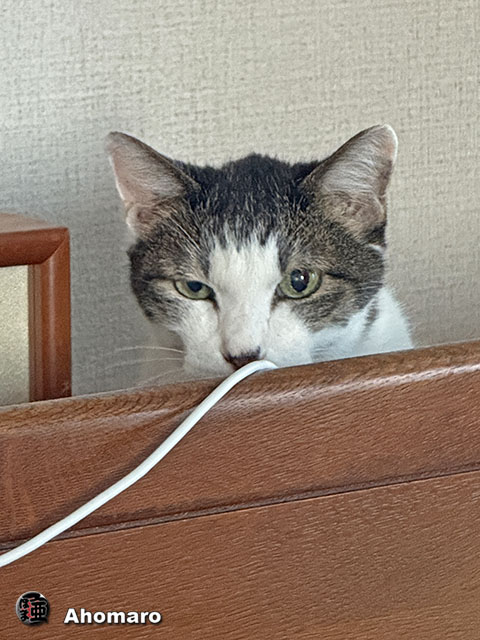 ʐ^00