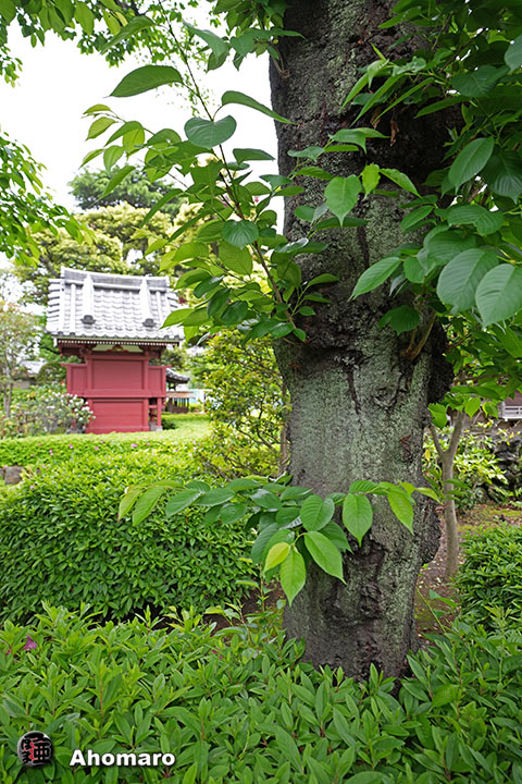 写真00