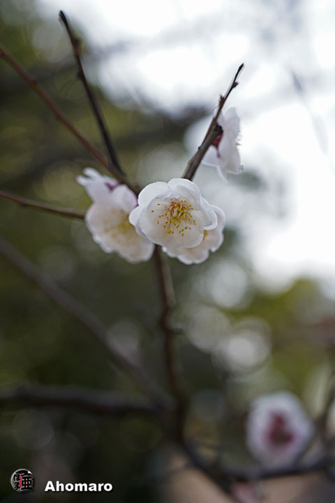 写真00