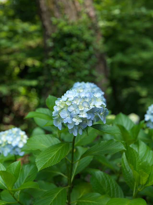 あじさいまつり