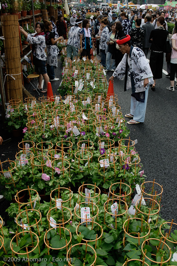 入谷朝顔まつり