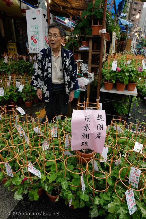 入谷朝顔まつり