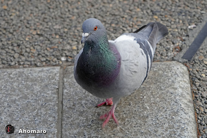 写真6