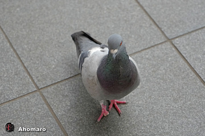 写真8