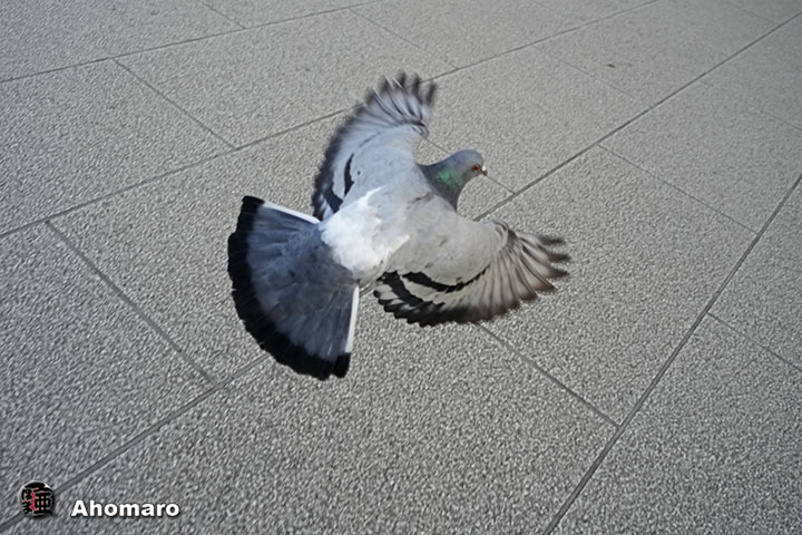 写真8