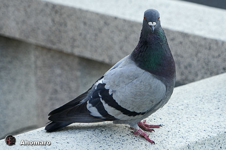 写真1