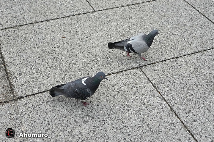 写真8